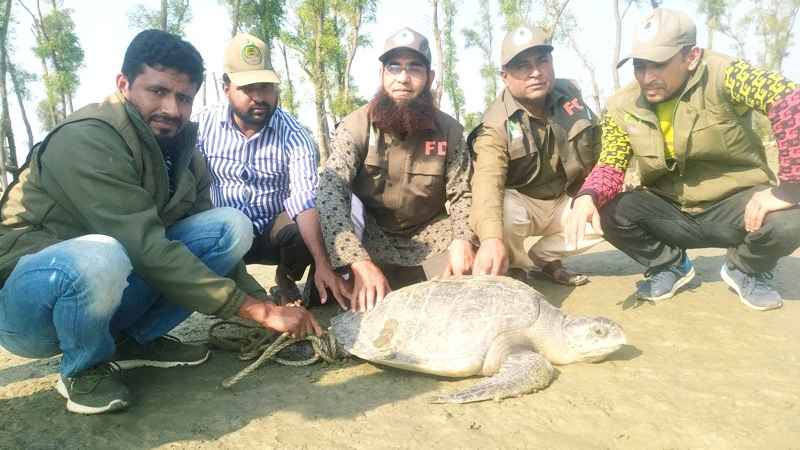 মনপুরায় ৬০ কেজি ওজনের কচ্ছপ উদ্ধার, মেঘনায় অবমুক্ত