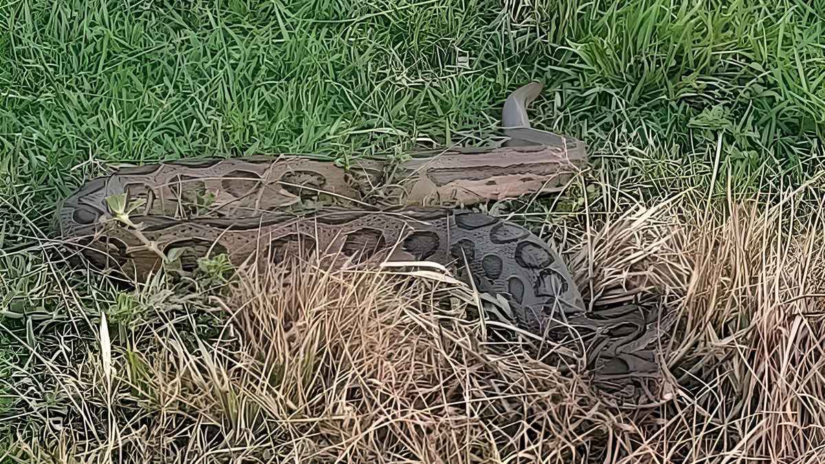 ধানক্ষেতে মিলল রাসেল ভাইপার