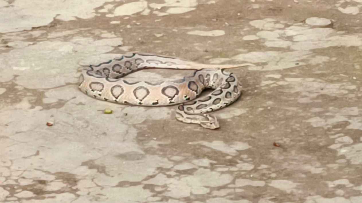 নোয়াখালীতে বিষধর সাপ রাসেল বাইপার উদ্ধার