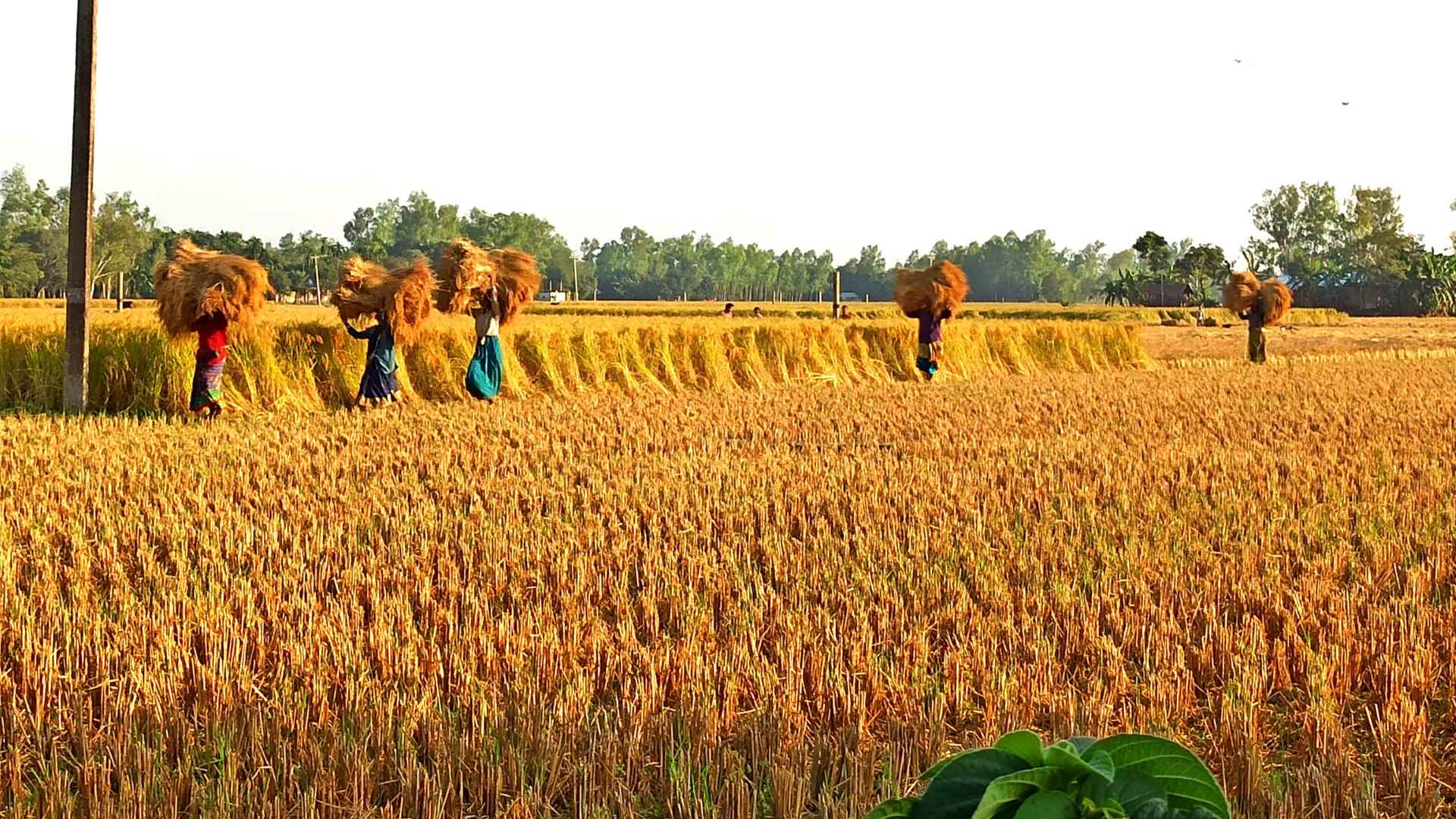 ঠাকুরগাঁওয়ে ১ হাজার ৮০০ কোটি টাকার আমন ধান উৎপাদন