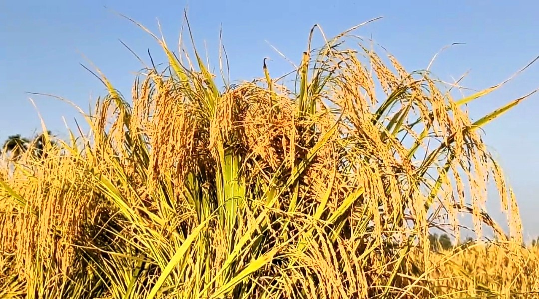 thumbnail_IMG_20231215_012755