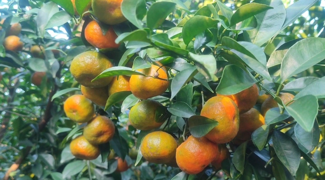 thumbnail_Orange_pic