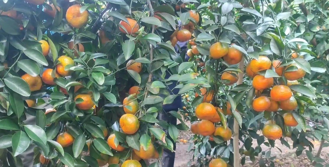 thumbnail_Orange_pic_3