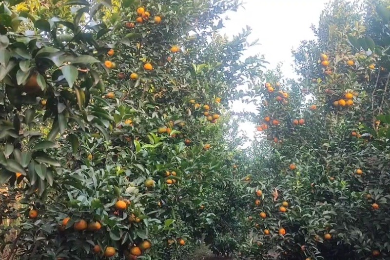 thumbnail_Orange_pic_4