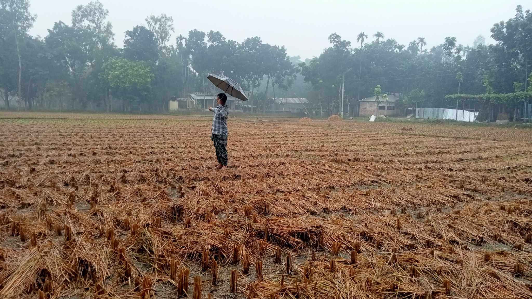 বৃষ্টিতে ধানের ক্ষতির আশঙ্কা, দুশ্চিন্তায় কৃষক