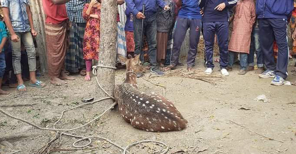 ভোলায় পুকুর থেকে হরিণ উদ্ধার করল এলাকাবাসী