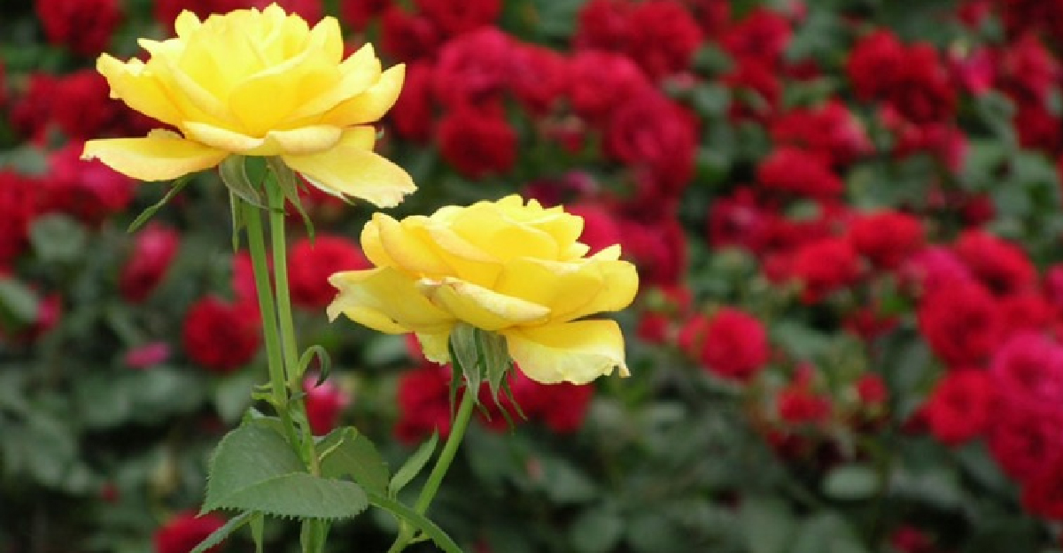 এক গোলাপের দাম ৮০ টাকা!