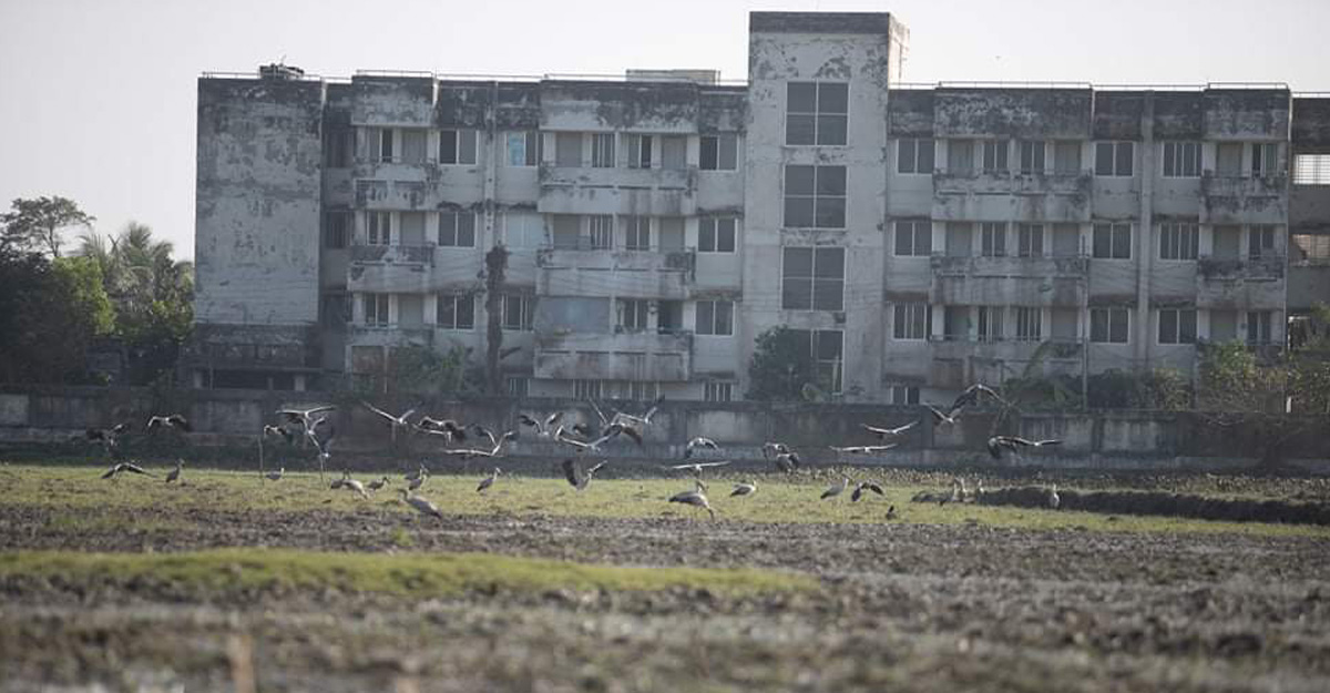 অতিথি পাখিতে মুখর বরগুনার জলভরা ফসলি মাঠ