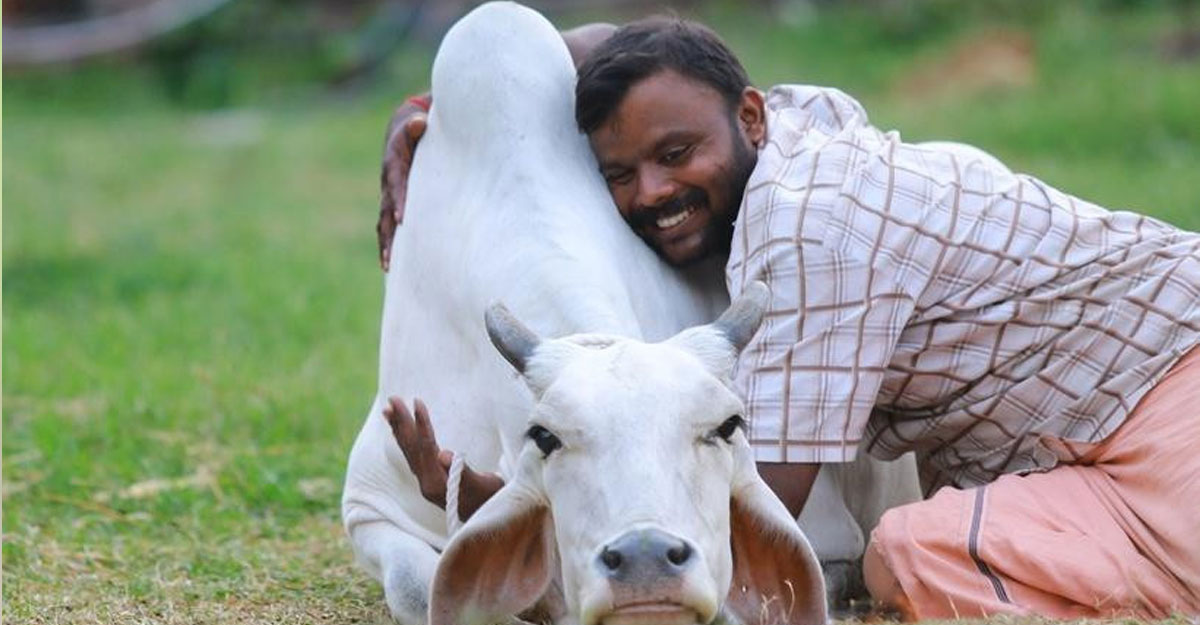 ভারতে ১৪ ফেব্রুয়ারি ‘গরু আলিঙ্গন দিবস’ ঘোষণা, পরে প্রত্যাহার