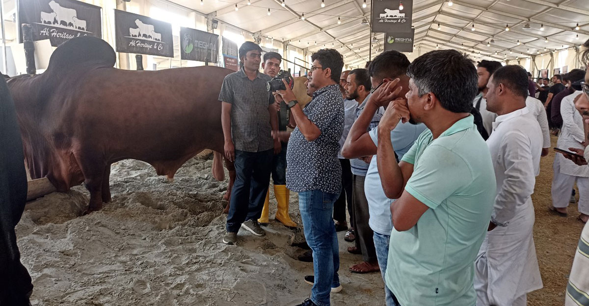 প্রদর্শনীতে বড় বড় ষাঁড় দেখতে ভিড়