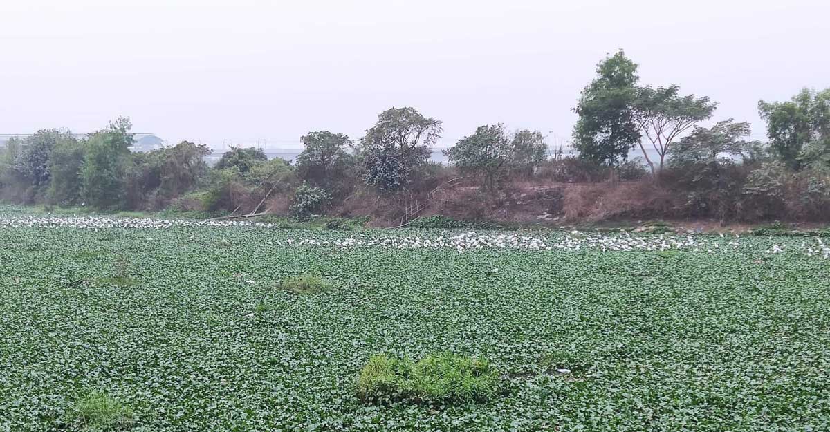 ধবল বকের অভয়ারণ্য দিয়াবাড়ি খাল
