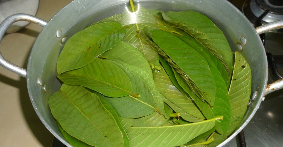 guava leaves