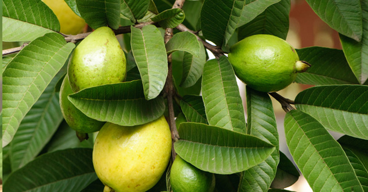 guava leaves