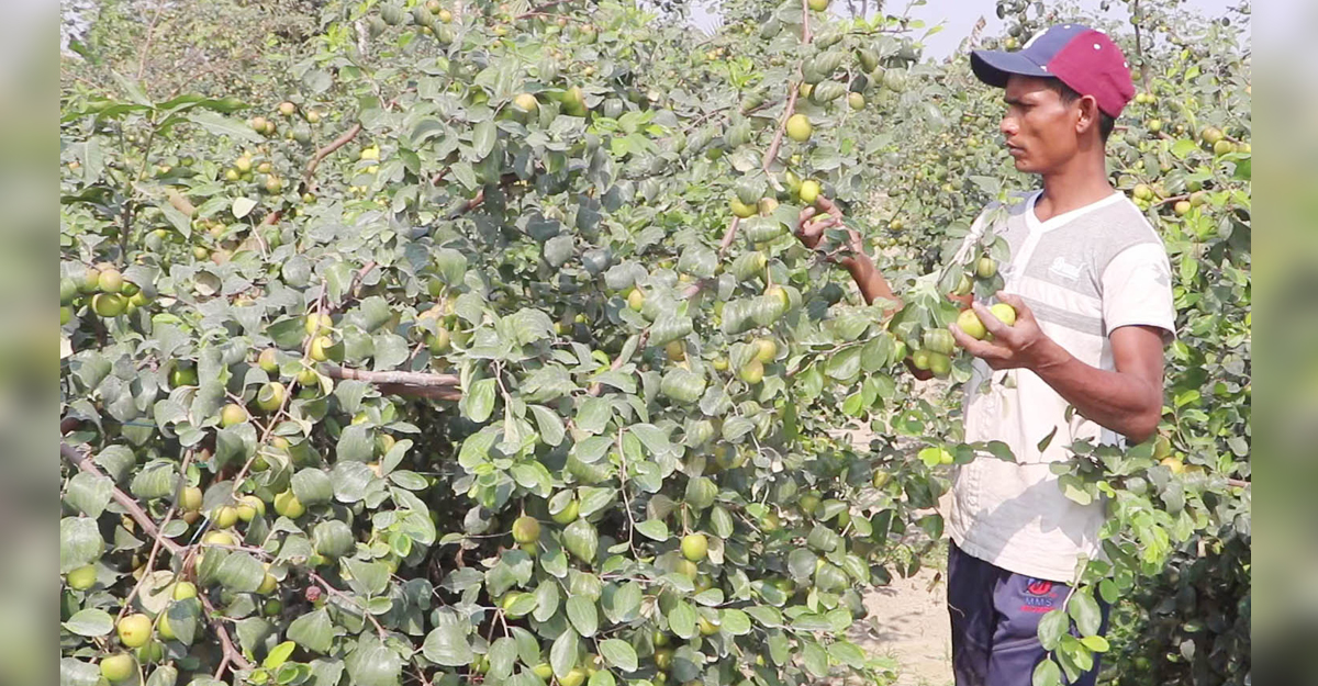কাজ করতেন রাজ মিস্ত্রির, বরই চাষে পাল্টে গেছে ভাগ্য