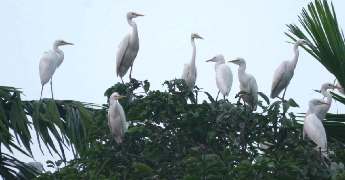 পঙ্কি মিয়ার বাড়ি যেন পাখির রাজ্য