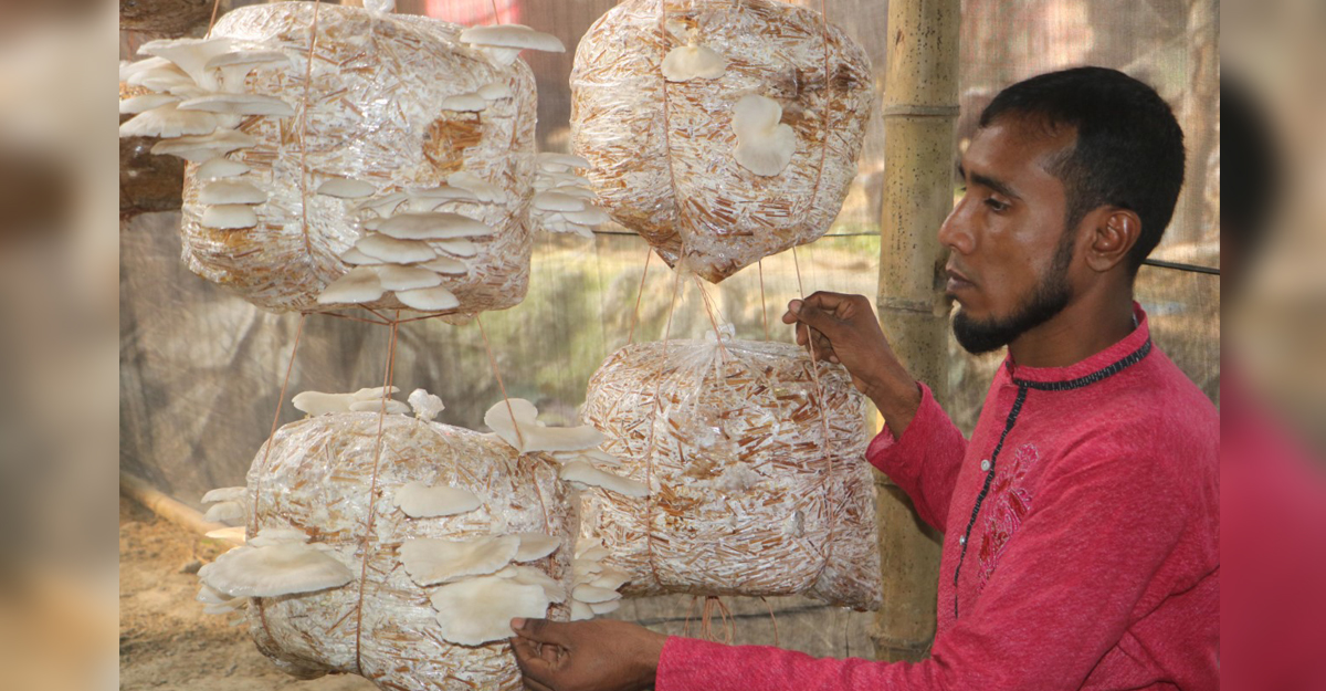 ইউটিউবে ভিডিও দেখে মাশরুম চাষে সবজি বিক্রেতার সাফল্য