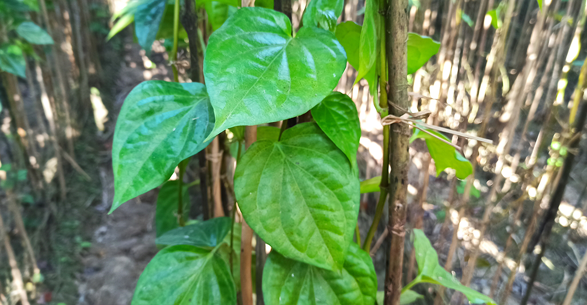 রাজবাড়ীর পানের খ্যাতি বিদেশেও