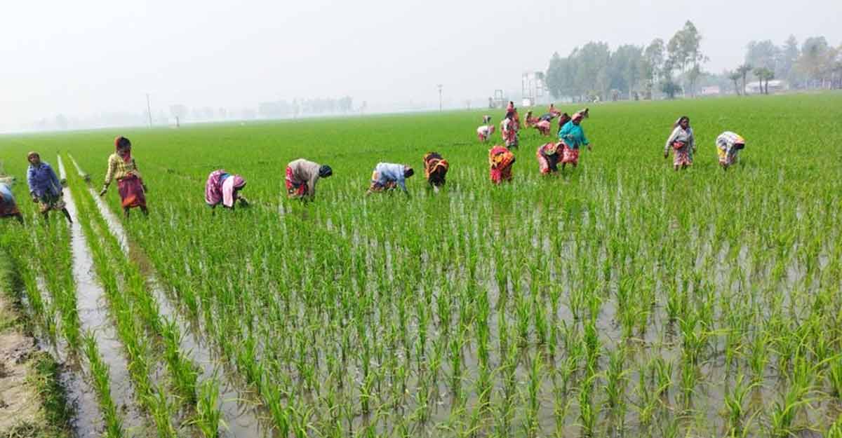 সিরাজগঞ্জে বোরো ধান চাষে ব্যস্ত কৃষকরা