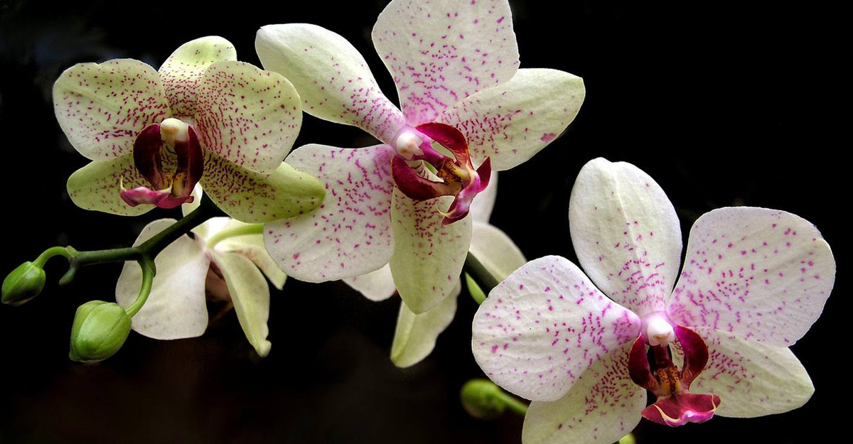 Shenzhen Nongke Orchid