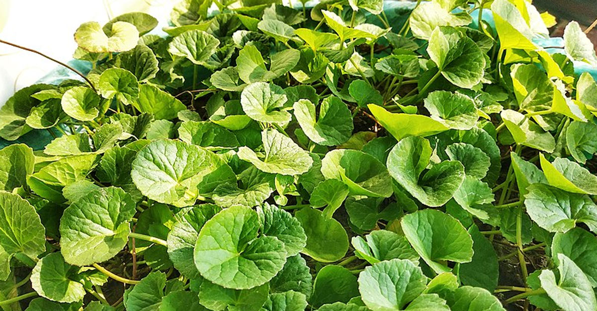 থানকুনি পাতা খাওয়ার ৫ পদ্ধতি