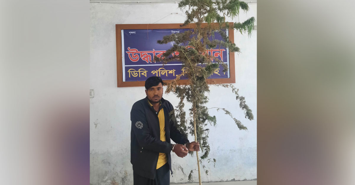 কালীগঞ্জে গাঁজা গাছসহ যুবক গ্রেফতার