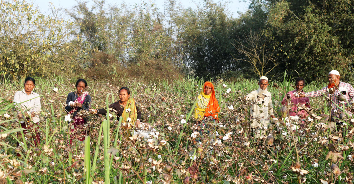 ডিএম-৪ জাতের তুলা চাষে লাভ বেশি, কৃষক খুশি