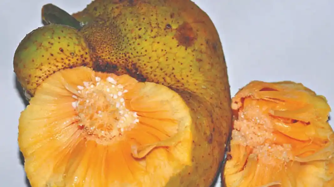 ডেউয়া ফল খাওয়ার উপকারিতা