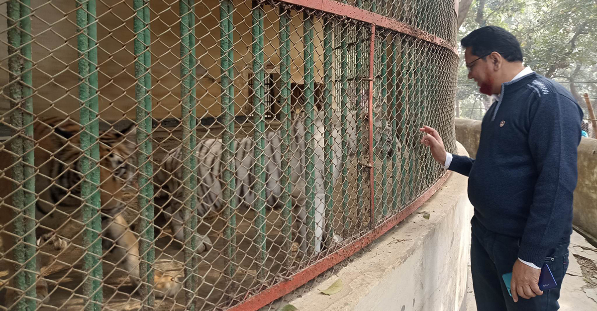 কিউরেটর মুজিবুর রহমানের ডাকে সাড়া দেয় হিংস্র বাঘও