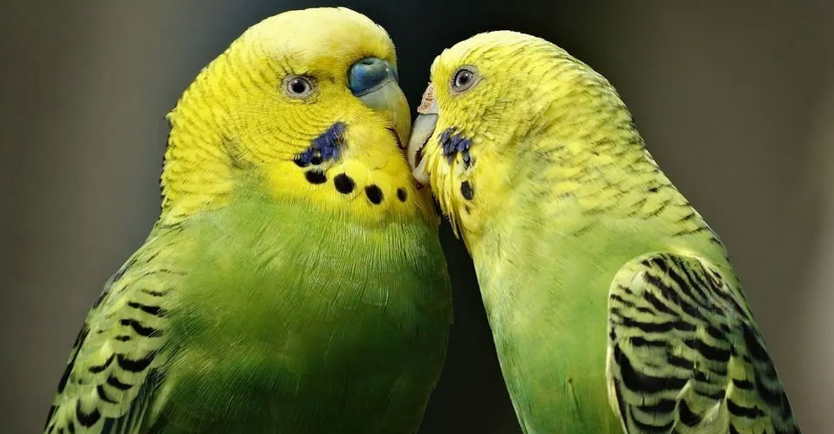 খাঁচায় পাখি পালন কি জায়েজ?