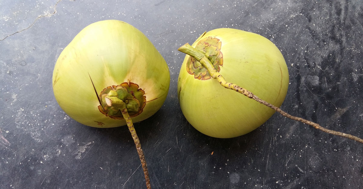 ডাবের উপকারিতা ও অপকারিতা