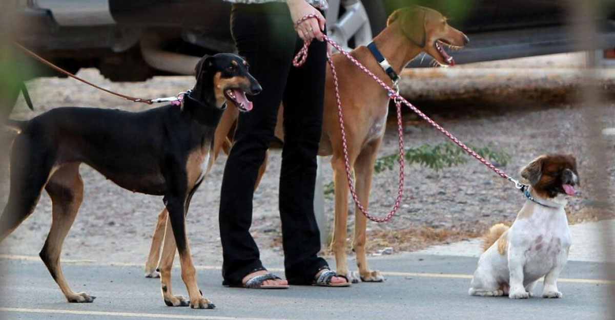 যেসব কারণে কুকুর পালা জায়েজ