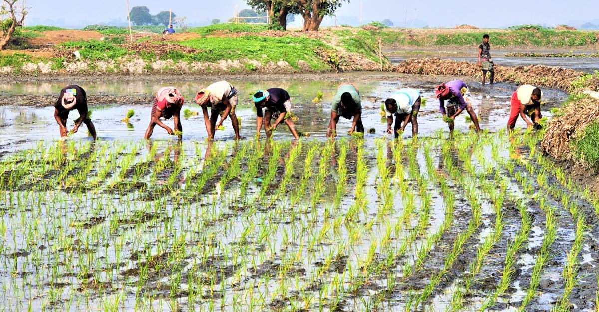 আড়িয়াল বিলে বোরো ধান রোপণে ব্যস্ত কৃষক