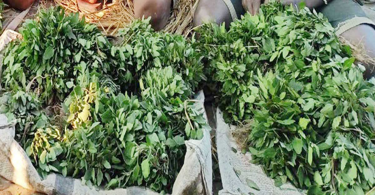 শীতকালে মানুষ কম জল খায়। এর ফলে প্রস্রাব সংক্রান্ত সমস্যা দেখা দিতে শুরু করে। বথুয়া শাক খেলে এই রোগগুলি থেকেও মুক্তি পাওয়া যাবে। এই শাকে প্রচুর পরিমাণে প্রোটিন এবং সোডিয়াম থাকে যা হজমের সমস্যা থেকে মুক্তি দেয়। তাই, শীতে অবশ্যই এটি খাওয়া উচিত।