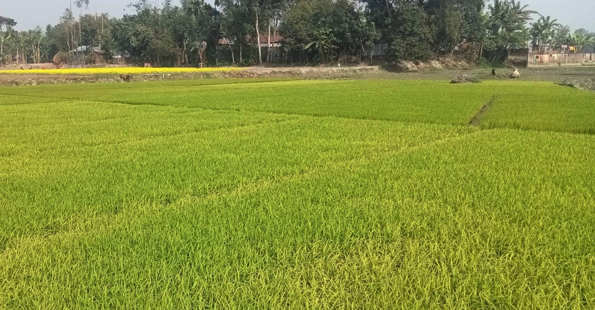 বোরো আবাদে গাইবান্ধায় বাড়তি খরচ হবে শত কোটি টাকা