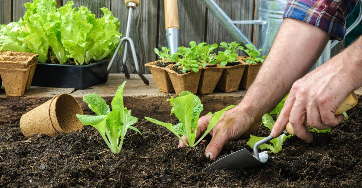 Gardening: শীতে গাছের যত্ন