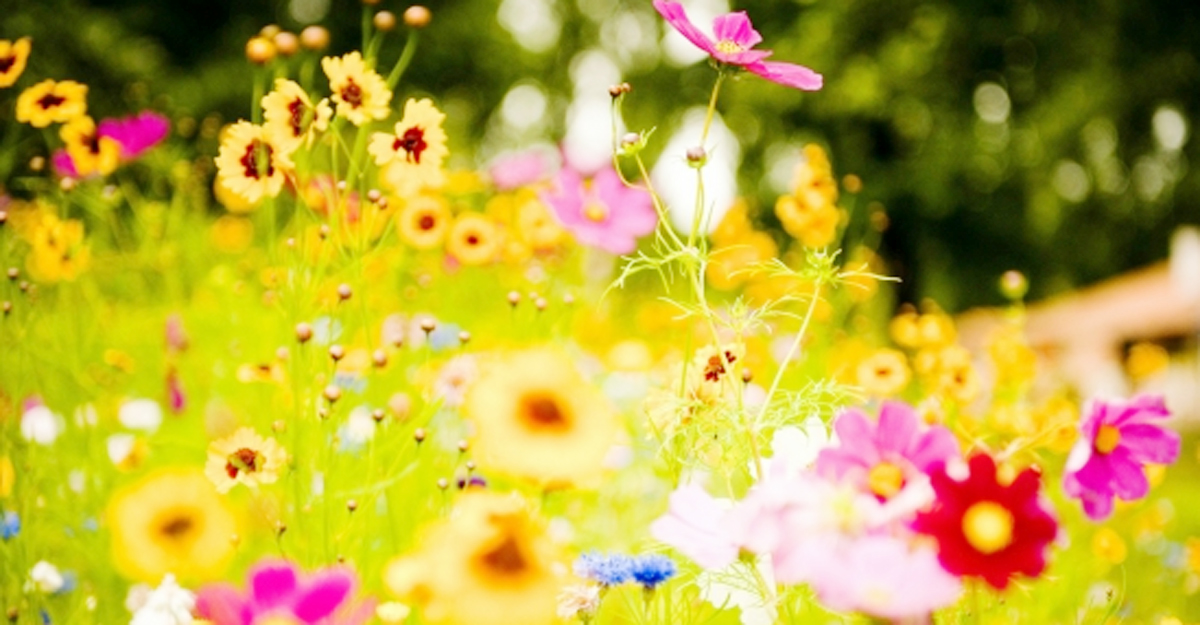 জান্নাতি হুর কেমন হবে