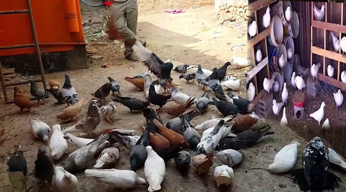 কবুতর পালনের সহজ পদ্ধতি