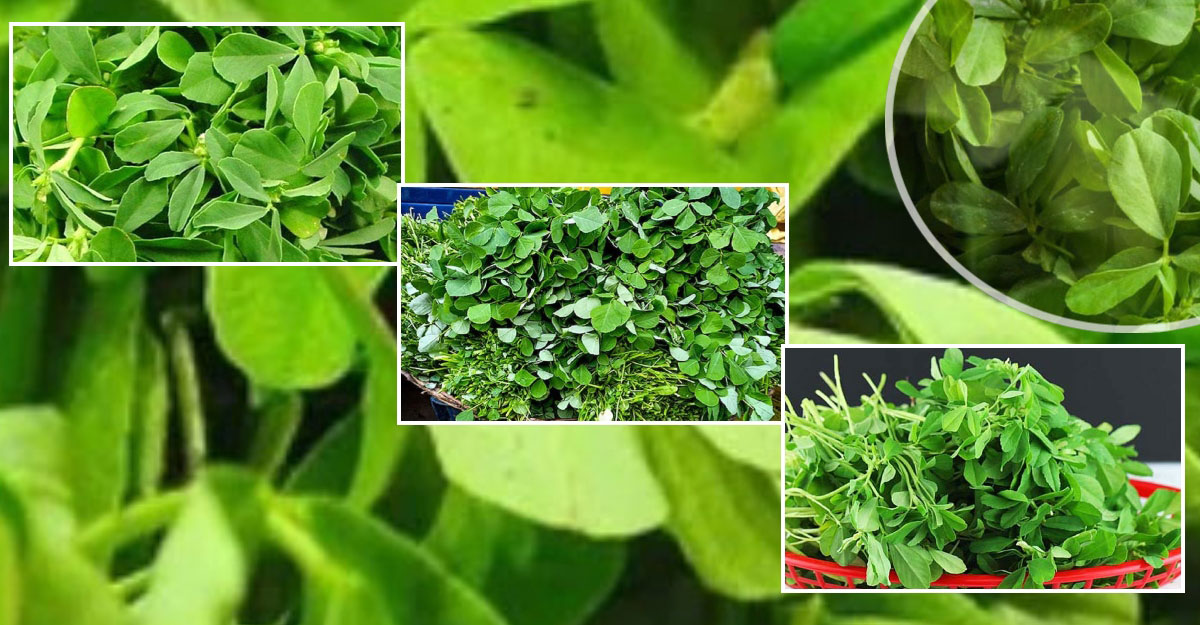 মেথি শাকের উপকারিতা