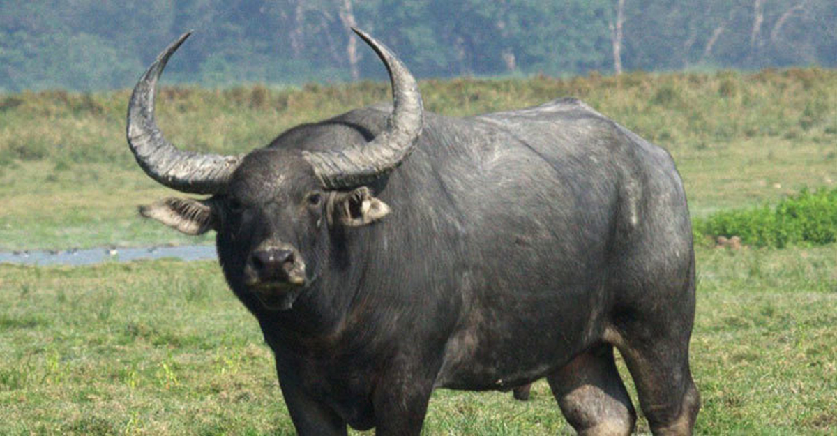 টাঙ্গাইলে পাগলা মহিষের আক্রমণে নারী নিহত