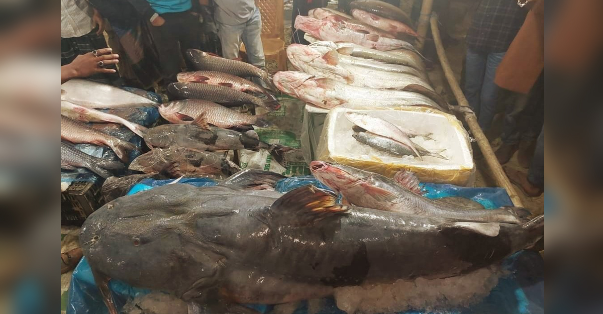 পৌষ-সংক্রান্তির মাছের মেলায় কোটি টাকার কেনাবেচা