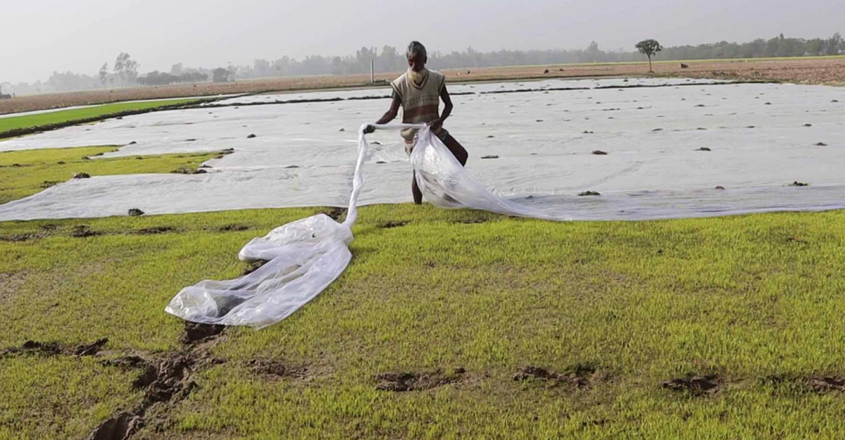 তীব্র শীতে বোরো ধানের বীজতলা নিয়ে শঙ্কায় কৃষক