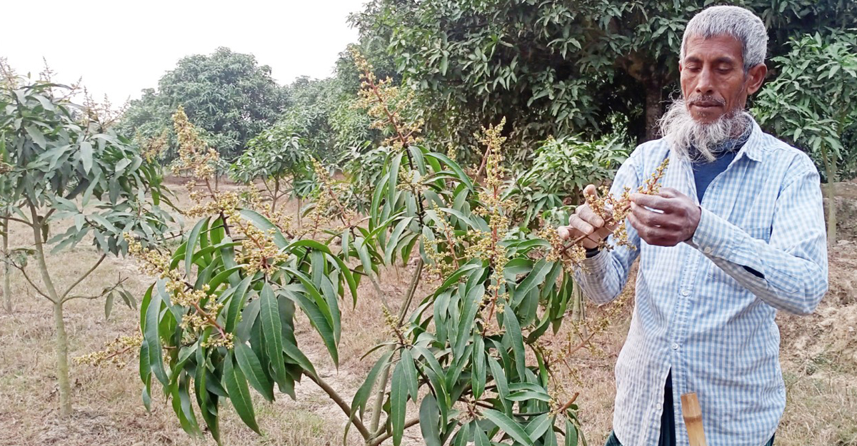সবুজ পাতা ভেদ করে বেরিয়ে আসছে আম চাষিদের স্বপ্ন