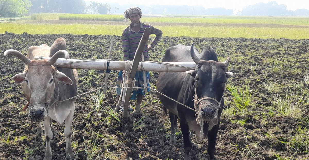 হারিয়ে যাচ্ছে লাঙ্গল গরুর হাল চাষ!