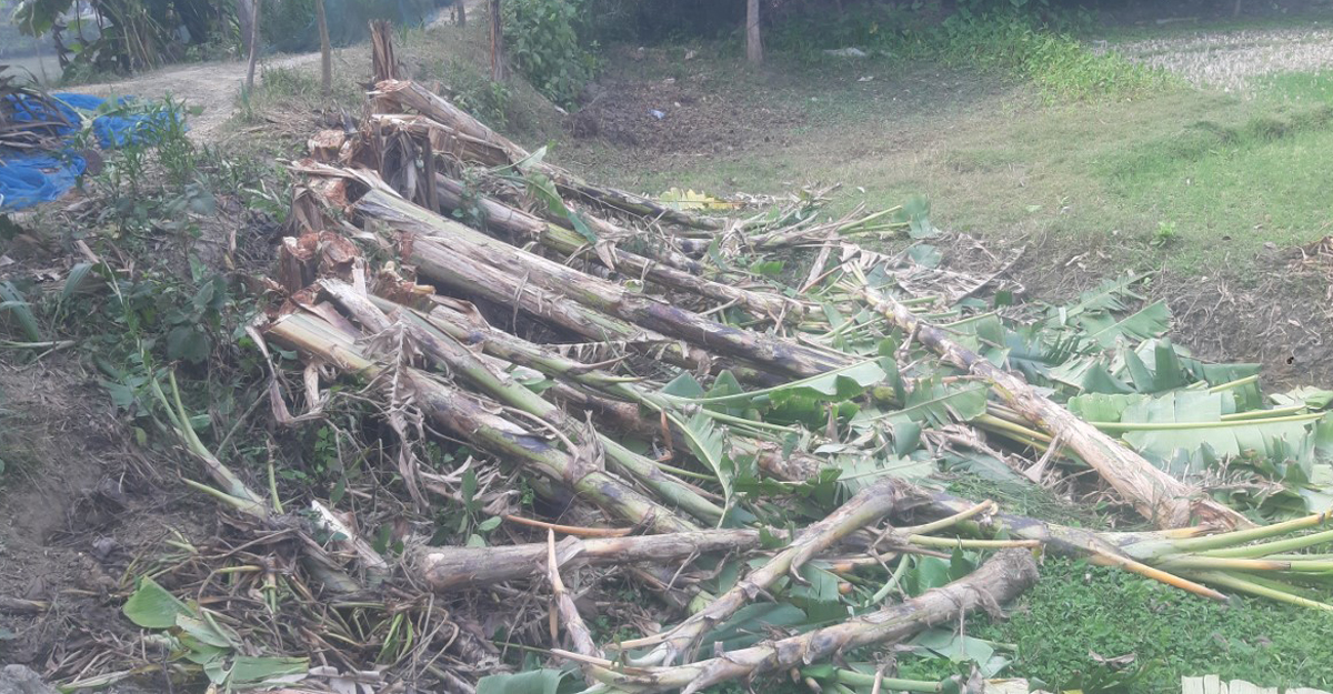 পাবনায় গাছ কেটে সাবাড় করে পাউবোর খাল দখলের চেষ্টা