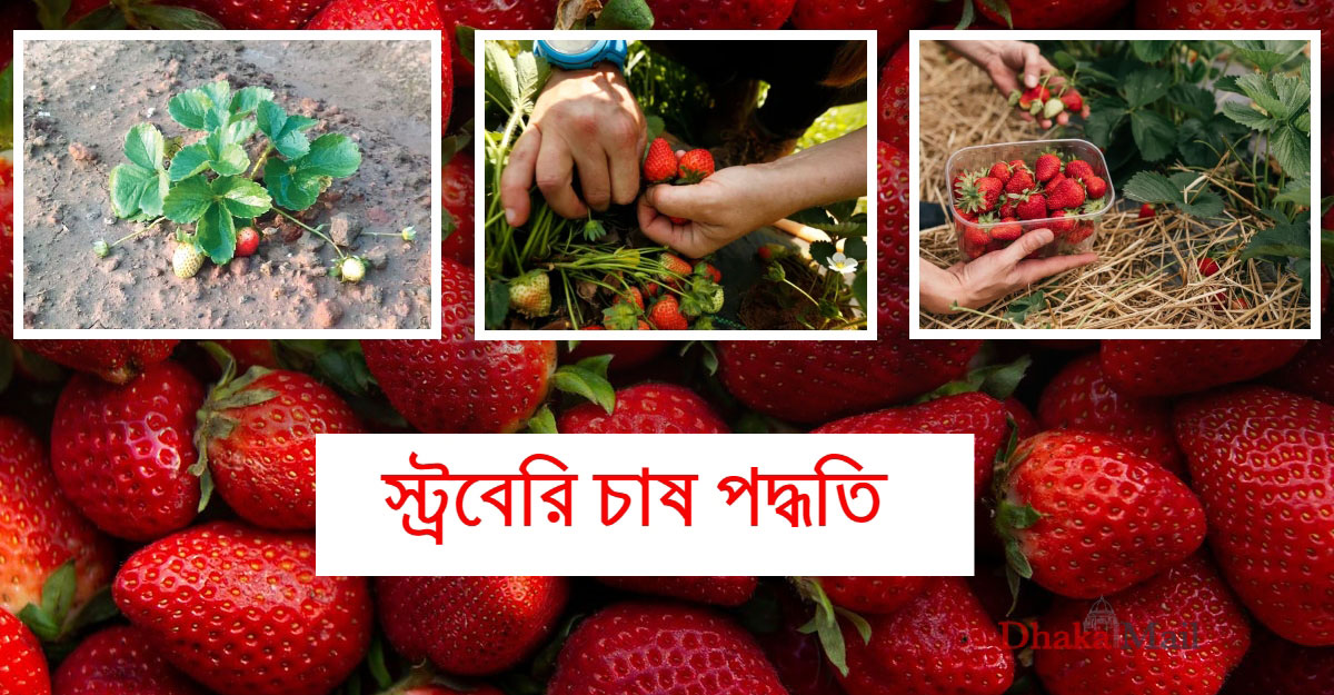 স্ট্রবেরি চাষ পদ্ধতি
