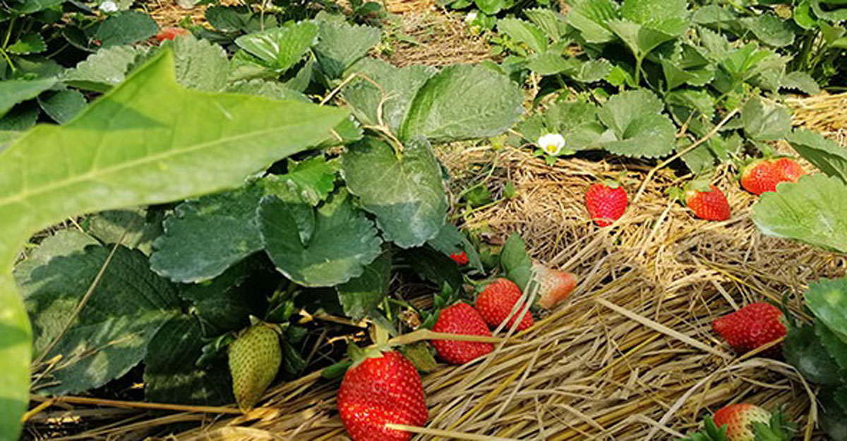 strawberry