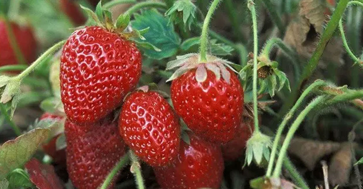 strawberry