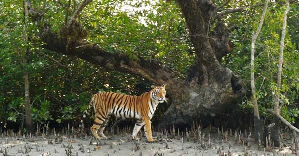 সুন্দরবনে ক্যামেরা ট্র্যাপিংয়ে বাঘ গণনা শুরু