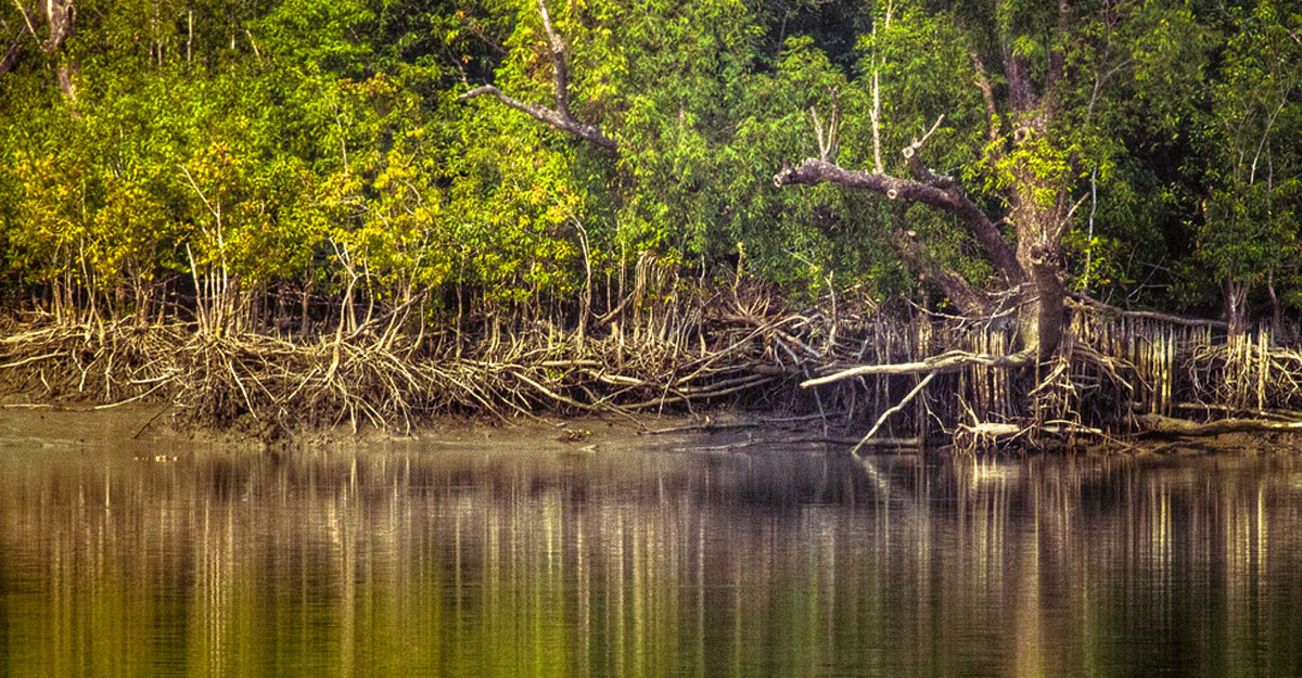 sundarban