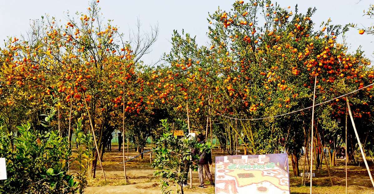অর্গানিক বাগান ‘অরেঞ্জ ভ্যালি’, বছরে ২৫ লাখ টাকার কমলা বিক্রি